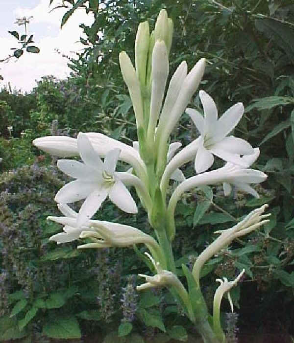 tuberosa